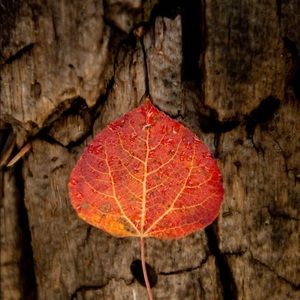 Meet your Posher, Michele